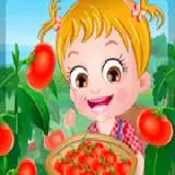 Baby Hazel Tomato Farming
