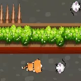 Cat Trap Labyrinth Escape